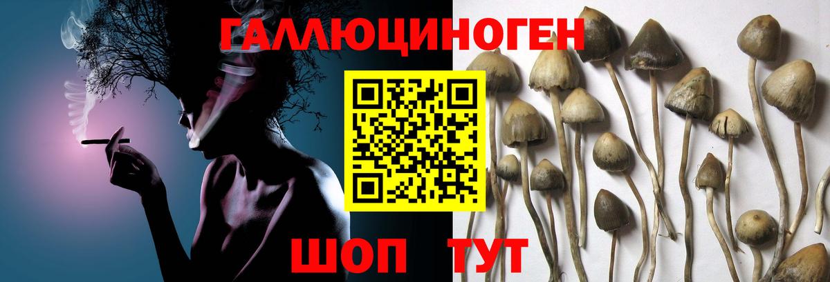 Ефремов  Псилоцибиновые грибы Psilocybine cubensis  Вход с VPN  Галлюциногенные грибы прущие грибы 